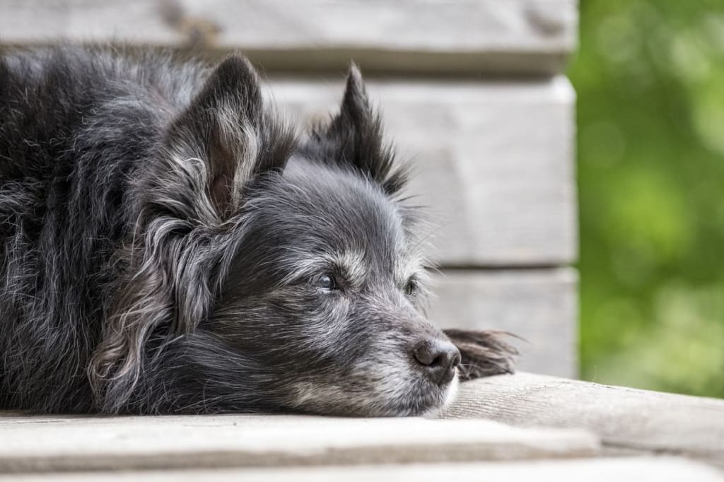 Insuring old dog